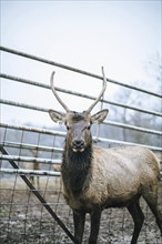 Elk standing by fence on ranch