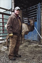 Caucasian farmer working with elk in stable