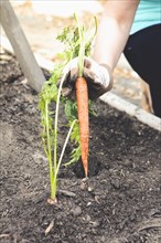 Woman planting carrot in garden