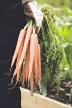 Caucasian woman holding carrots in garden