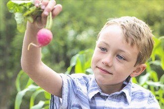 Caucasian boy holding radish in garden