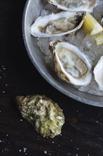 Close up of oysters and lemon on ice