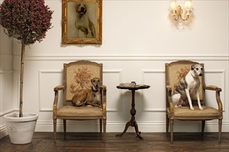 Dogs sitting on elegant chairs