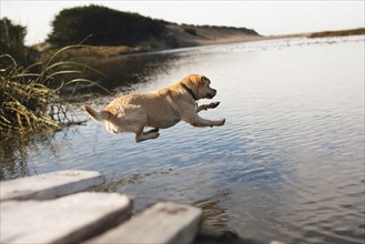 Labrador jumping into river