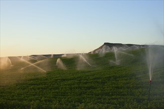 Sprinkler watering crops in field
