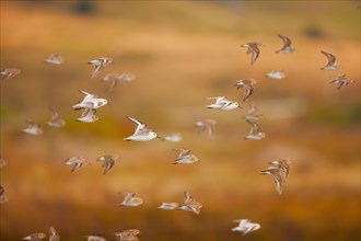 Flock of sanderlings flying through the air