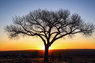 Silhouette of tree against sunset sky in rural landscape