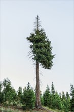 Shedding tree in rural landscape