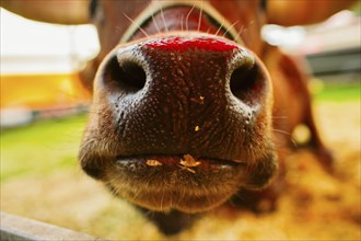 Close up of cow's nose