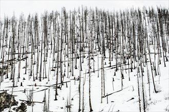 Bare trees in snowy rural landscape