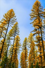 Autumn pine trees against blue sky