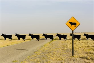 Cows crossing road behind cow crossing sign