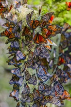 Close up of butterflies perching on plant