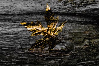 Close up of gold leaf on wet wooden log