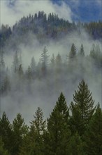 Fog over forest treetops on remote hillside