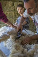 Caucasian farmers shearing alpaca on farm