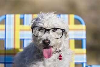Dog wear eyeglasses in lawn chair