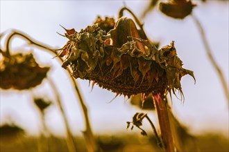 Close up of wilting sunflower in field