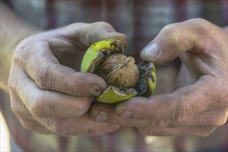 Hands of Caucasian man opening walnut