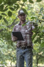 Caucasian man holding digital tablet checking walnuts in orchard