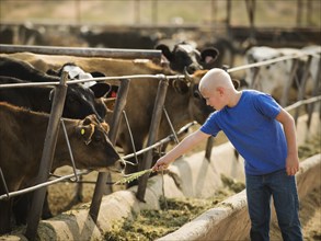Caucasian boy feeding cow on farm