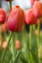 Close up of orange tulips