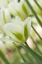 Close up of white tulip