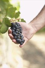 Hispanic man holding bunch of red grapes in vineyard