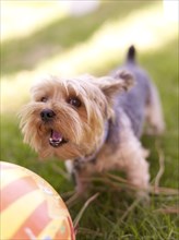 Dog in grass playing with ball