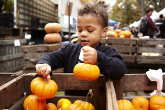 Mixed race girl picking pumpkins at market