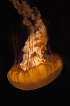 Jellyfish floating upside down