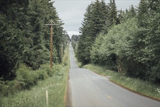 Empty tree-lined road
