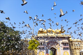 Birds flying over Jaipur city palace