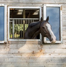 Horse peeking out of barn