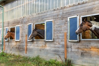Horses peeking out of barn