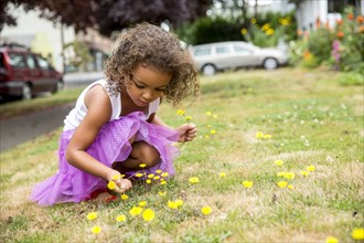 Mixed race girl picking dandelions on front lawn
