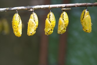 Close up of butterfly chrysalis hanging from branch