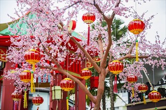 Chinese New Year lanterns on flowering tree