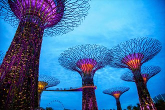 Electric supertrees lit up at night