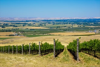 Vineyard on hillside overlooking rural landscape