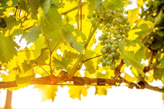 Close up of grapes growing on vine in vineyard