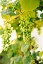Close up of grapes growing on vine in vineyard