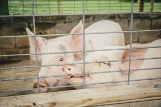 Pigs peeking through fence on farm
