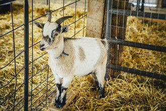 Goat standing in hay in barn