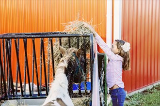 Caucasian girl feeding livestock on farm