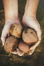 Close up of hands holding harvested potatoes