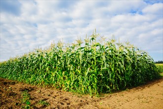 Corn stalks growing in rural crop field