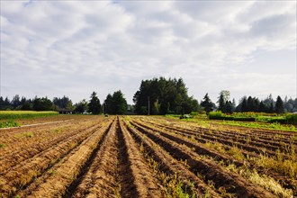 Crop rows in rural farm field