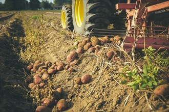 Harvester gathering potatoes in farm field