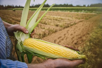Close up of farmer peeling corn in farm field